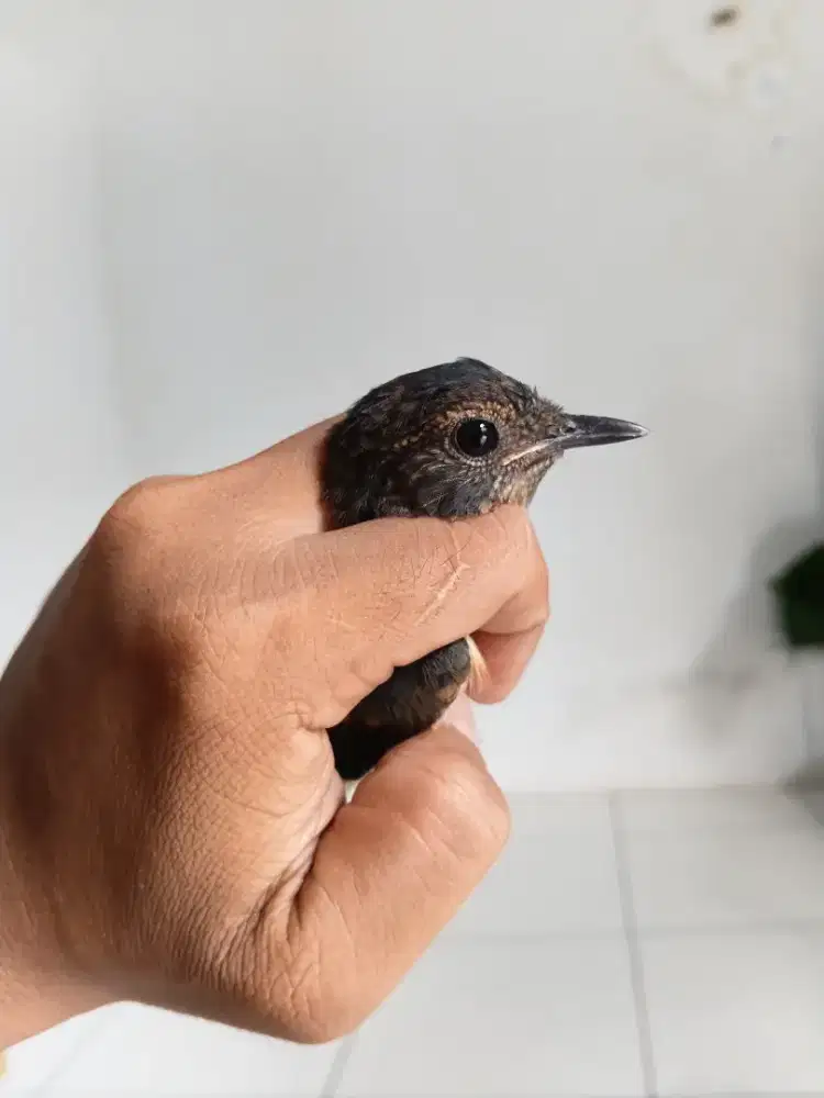 di jual murai anakan usia 4 bulan jenis kelamin betina