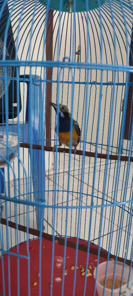 burung rawatan cucak cungkok