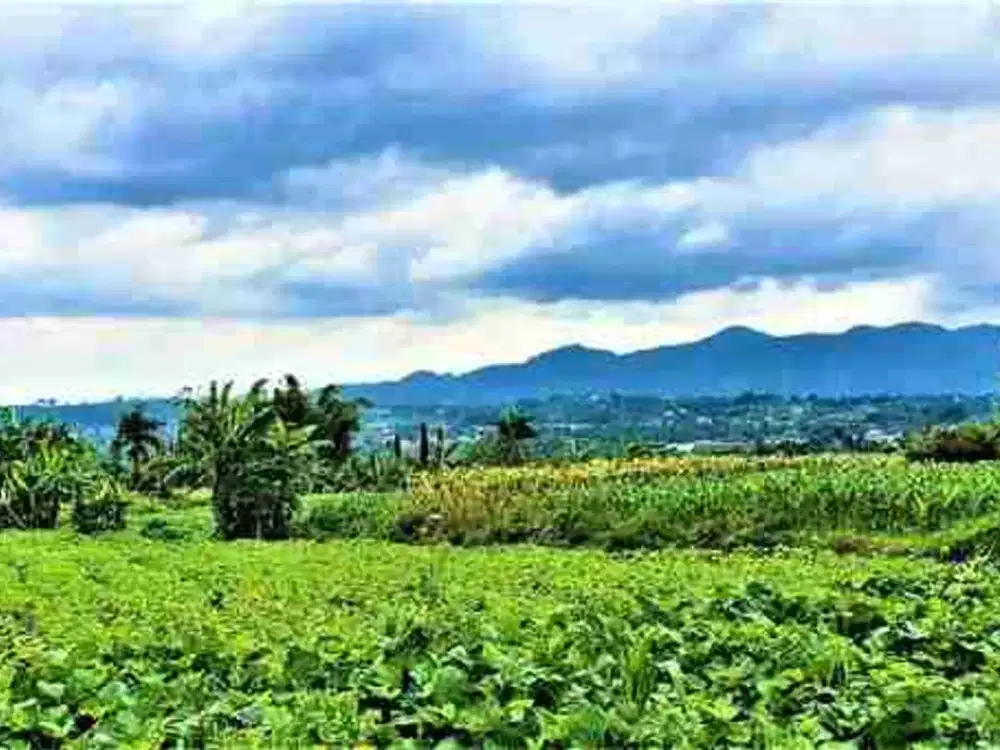 lahan tanah perkebunan di sukaresmi mega mendung bogor