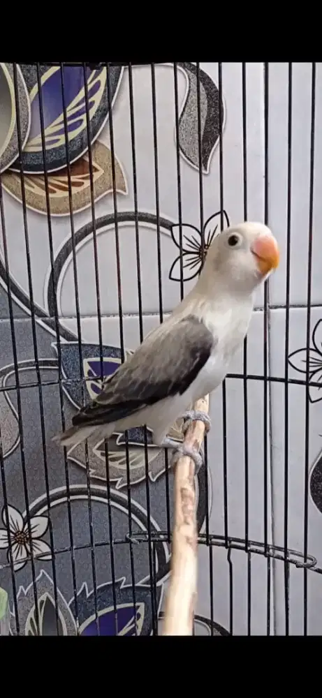 BURJA Baby 3bln Burung Lovebird LB Biola Euwing Move Gaccoorr