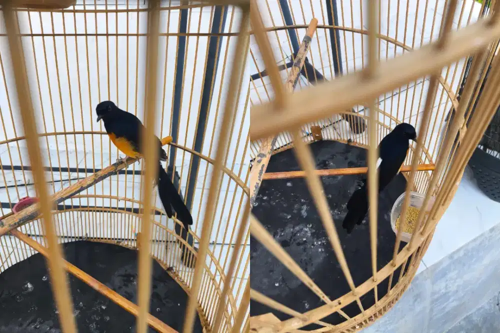 Murai Batu Medan Sepasang