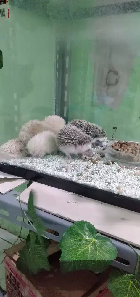 Landak mini landak mini