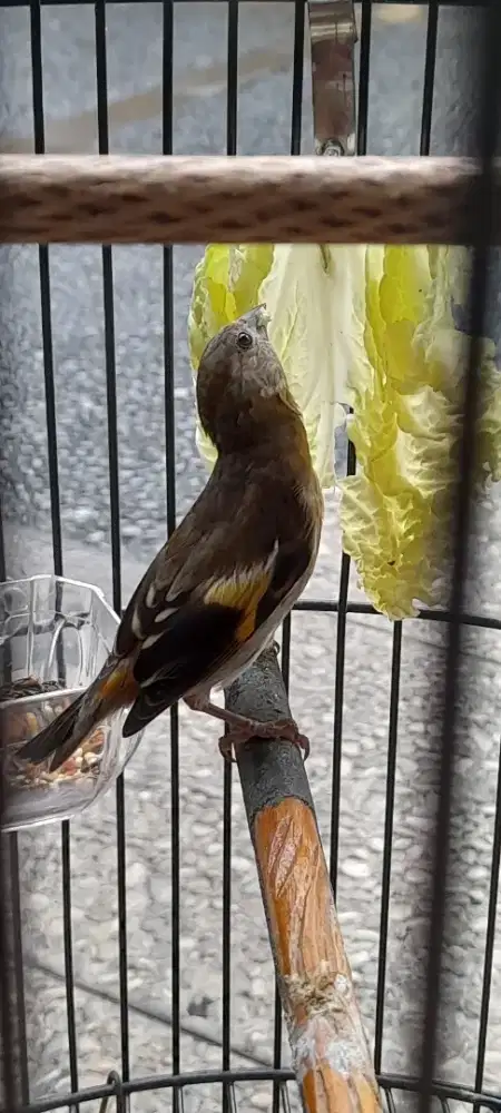 Redsiskin klasik full set