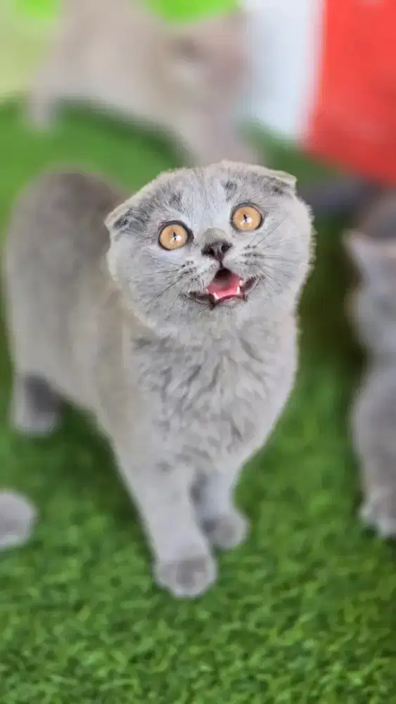 Kucing british shorthair bsh x scotish fold