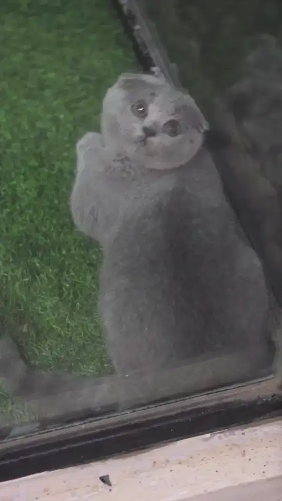 Kucing scotish fold sf triple fold