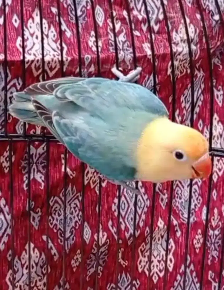 Burung Lovebird lb Biola PB Blue/Vio Sable