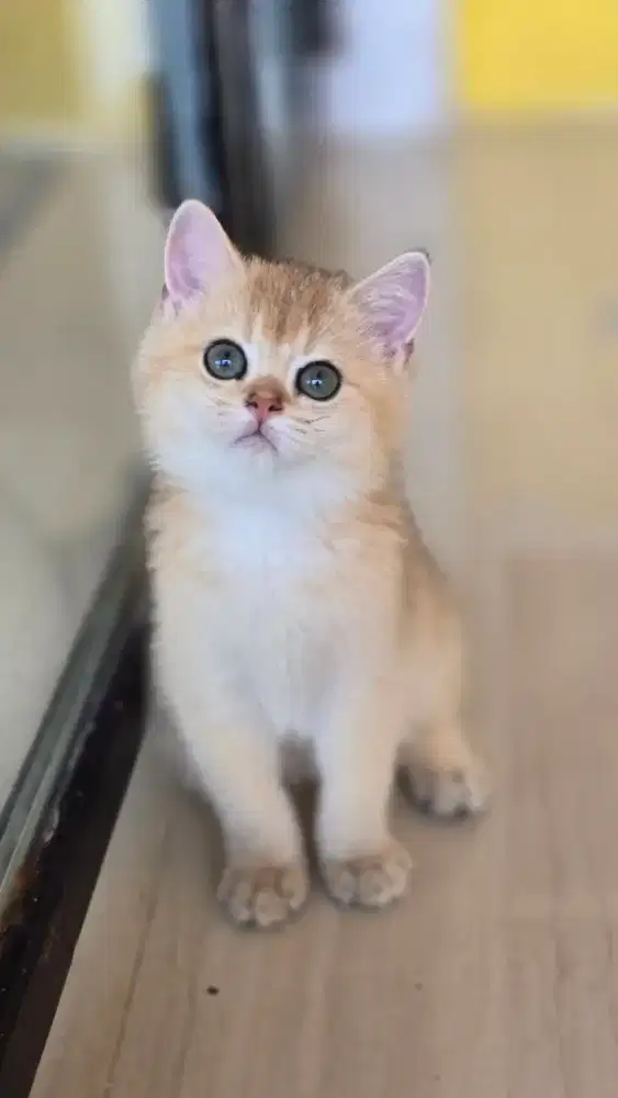 Kucing british shorthair bsh british shorthair