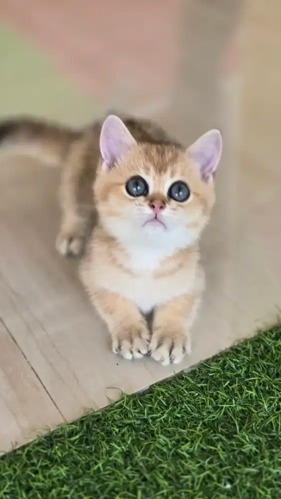 Kucing british shorthair bsh british shorthair