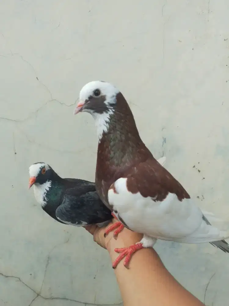 Burung dara merpati blantong pasangan