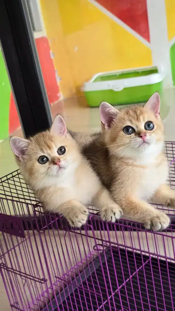 Kucing british shorthair bsh british shorthair