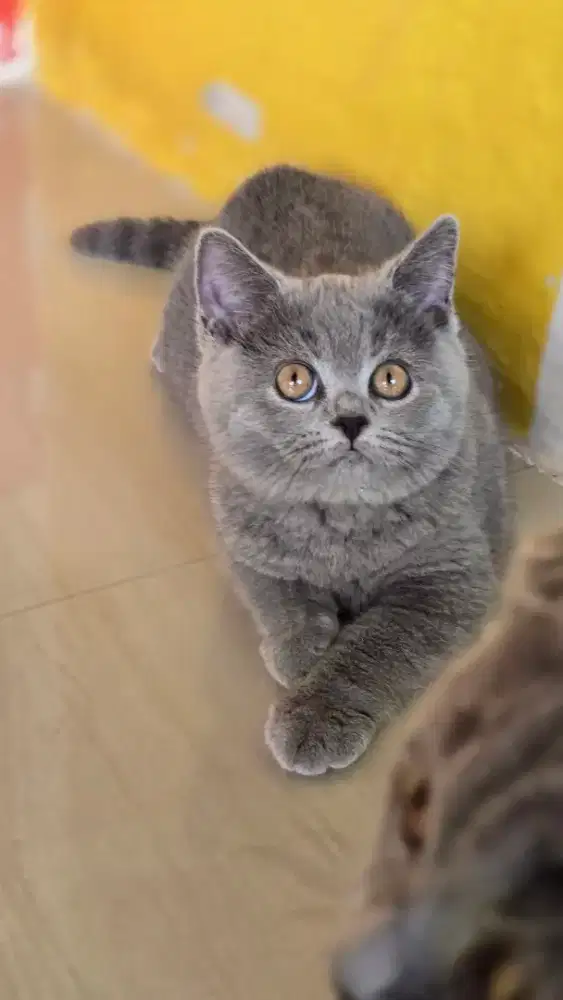 Kucing british shorthair bsh british shorthair