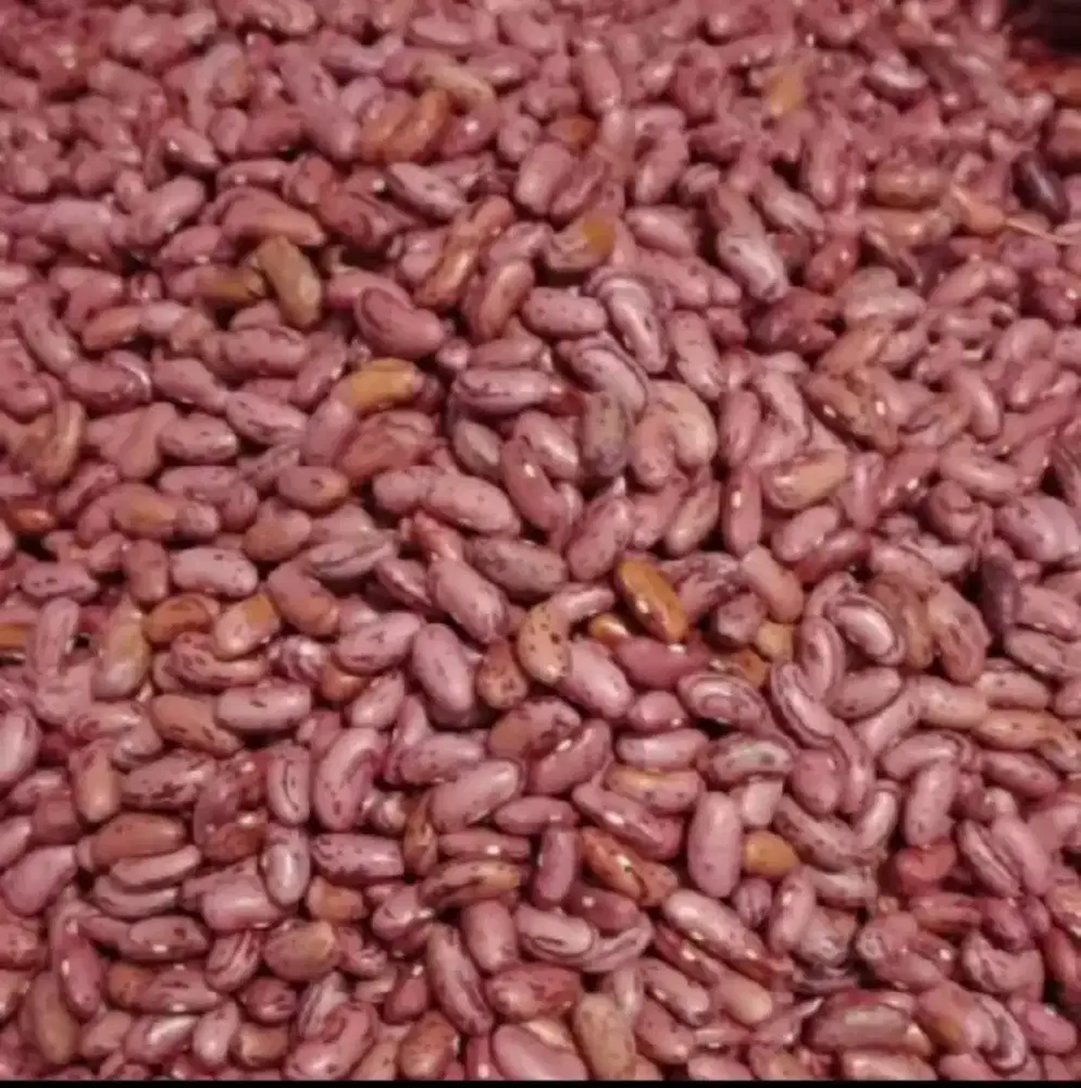 Kacang merah kilo an khusus partai