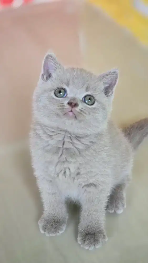 Kucing british shorthair bsh lilac jantan