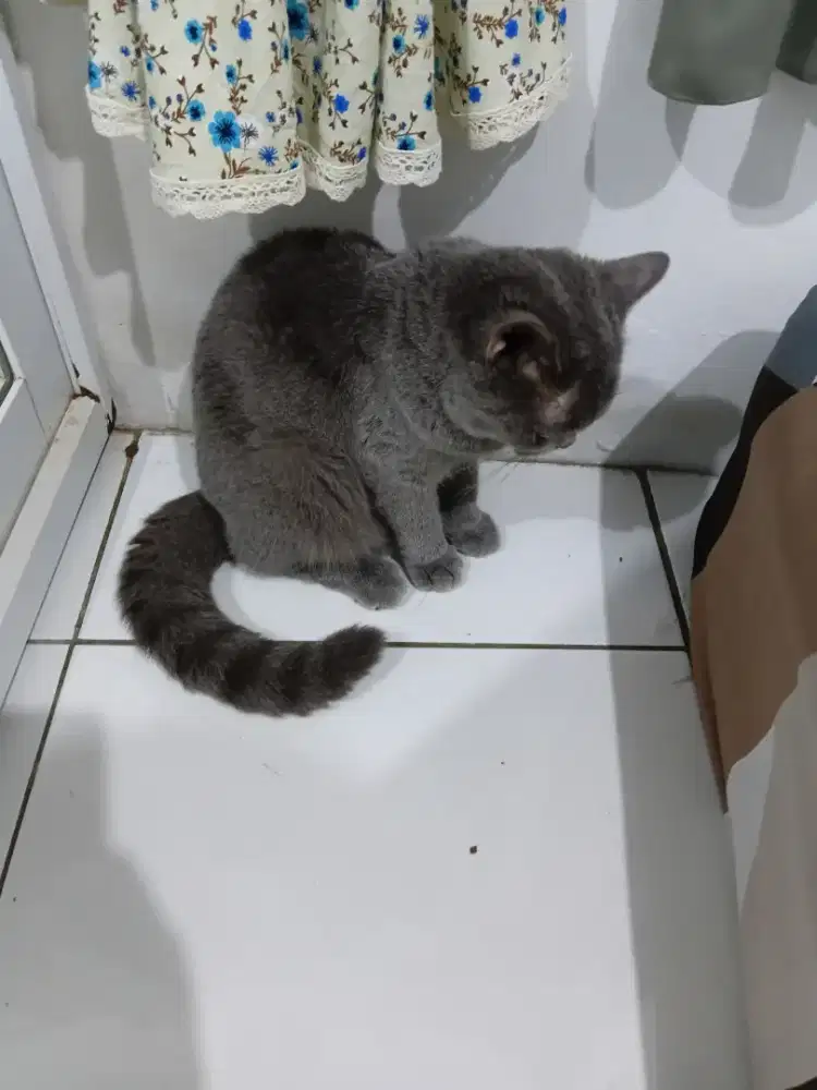 Di Jual kucing BSH jeni kelamin Betina usia baru 5 bulan