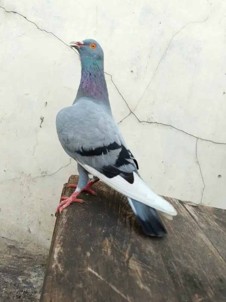 Burung dara merpati pasangan