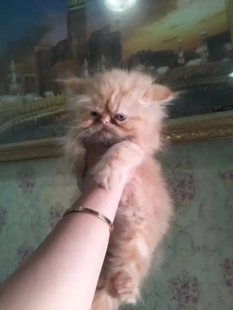 Kitten Persia peaknose