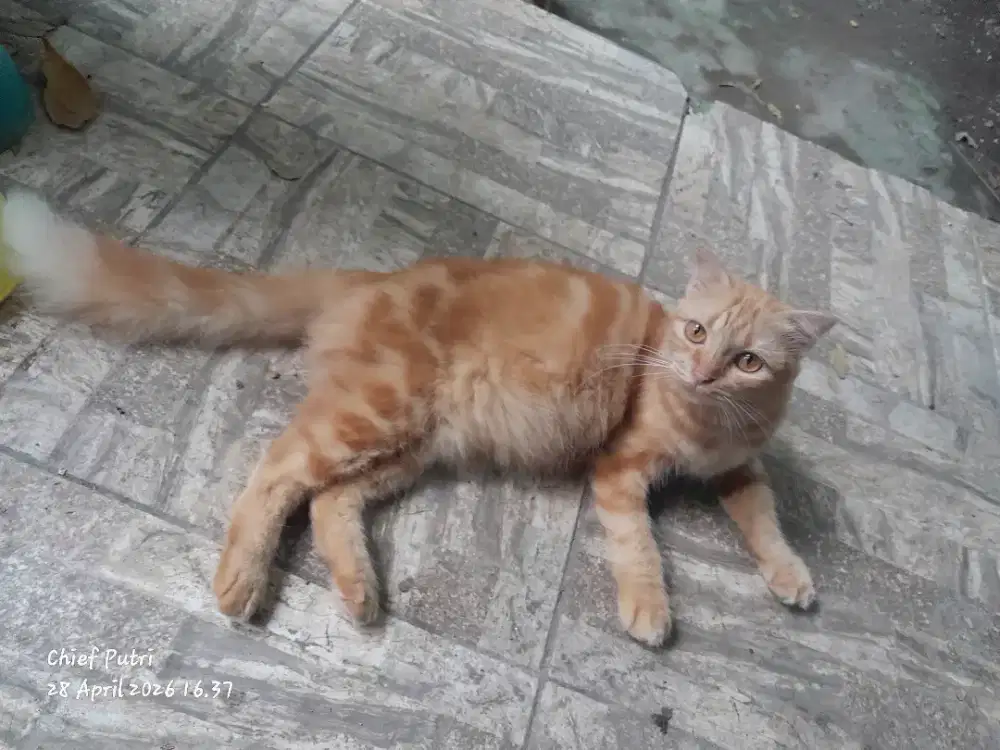 Kucing kitten indukan Scottish non pure