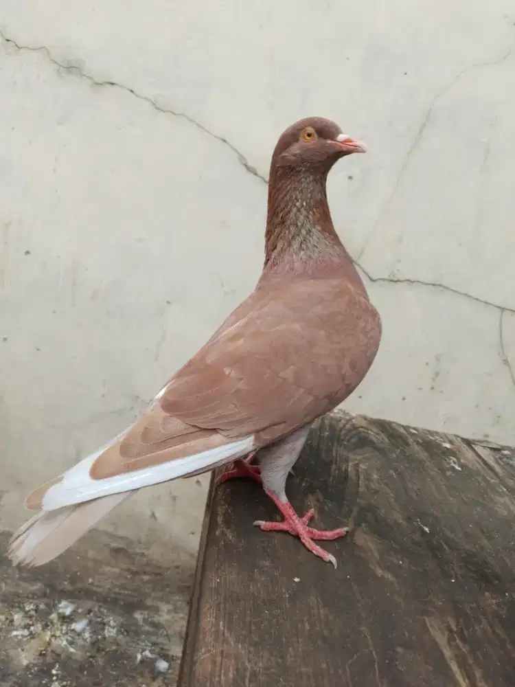 Burung merpati sepasang burung dara tinggian