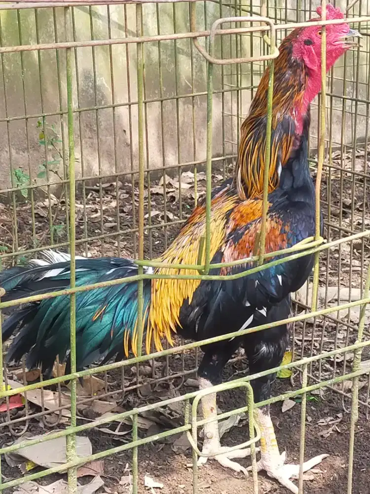 AYAM BANGKOK TRAH PAKHOY