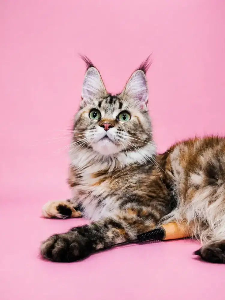 Kucing maine coon / kitten mainecoon / mc / mco / pedigree / pedd