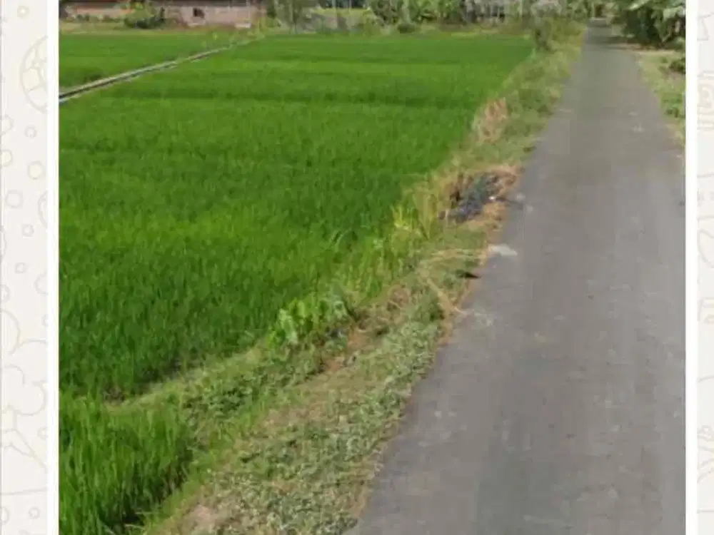 Dijual Tanah Sawah SHM di Minggir Sleman