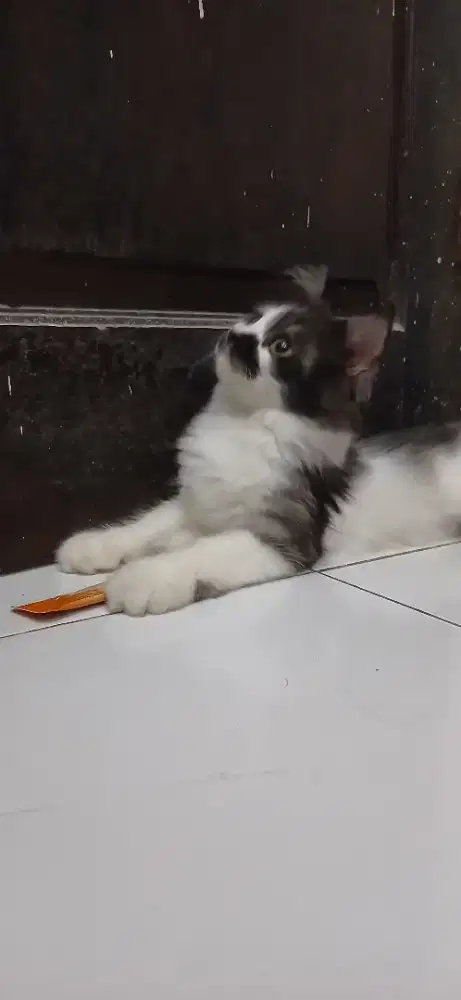 KUCING PERSIA JSNTAN