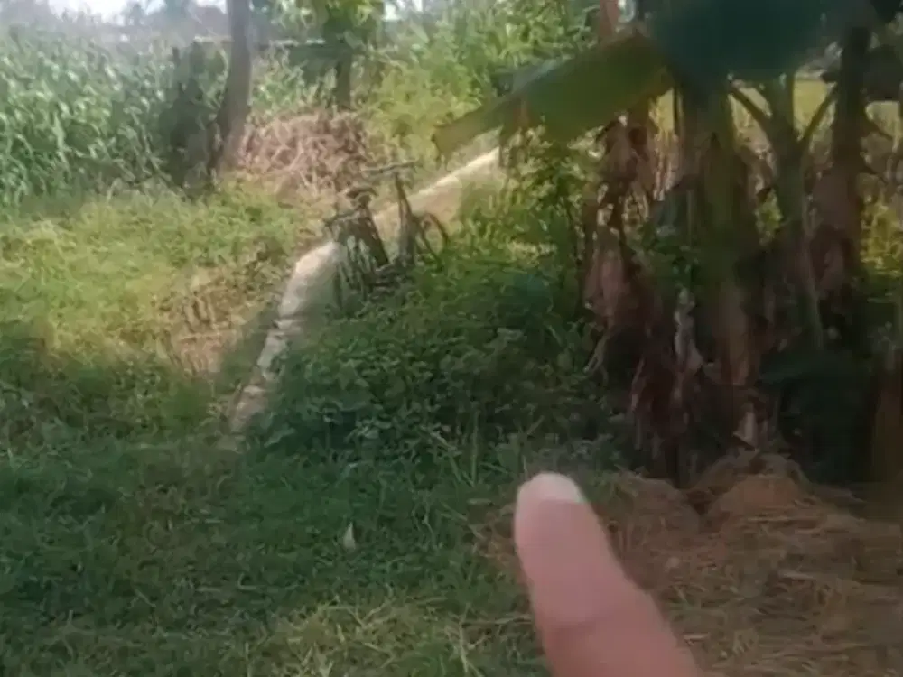 Dijual Tanah Sawah di Seyegan, di Pinggir Selokan Mataram dekat jl Tol.