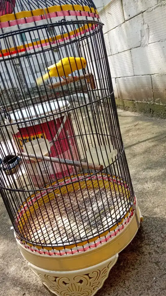 Jual kenari stabilo fs