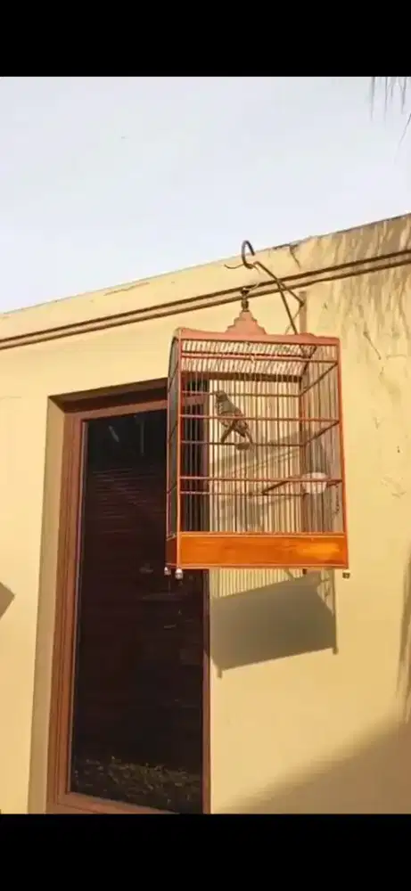 Cuxak rowo/ cucak rawa utan ngerol panjang