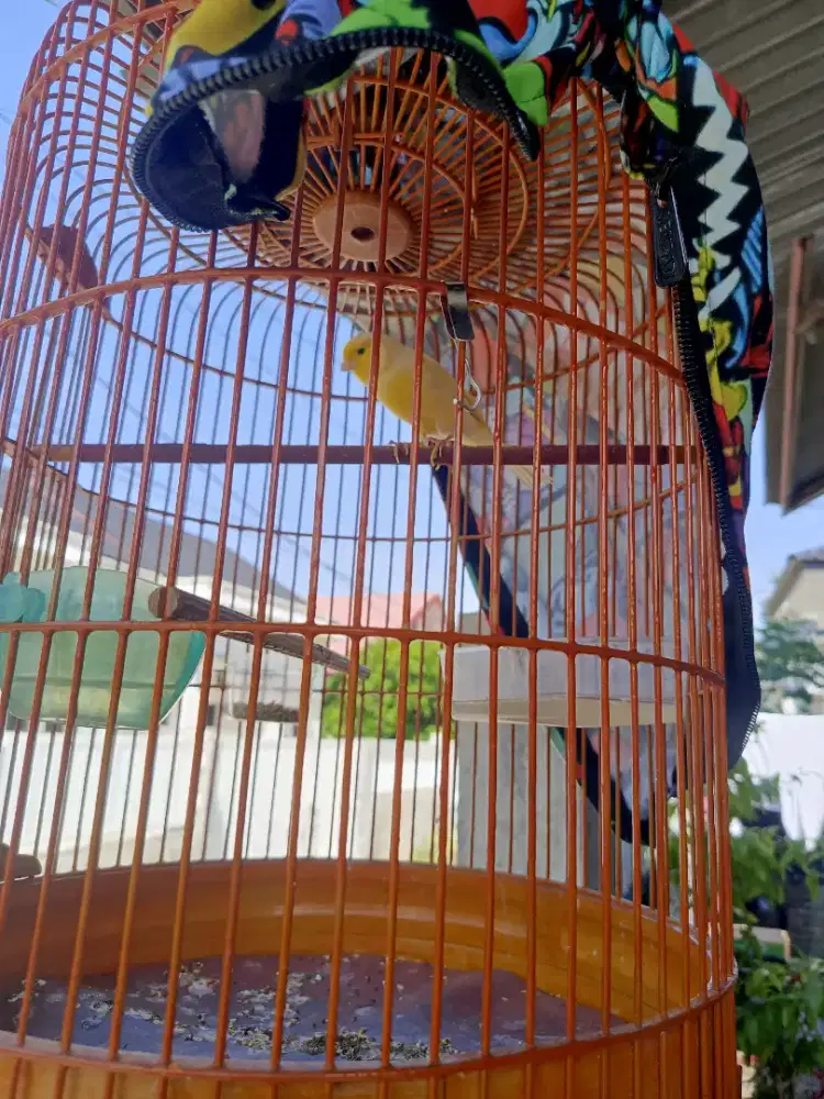 Burung kenari muda gacor