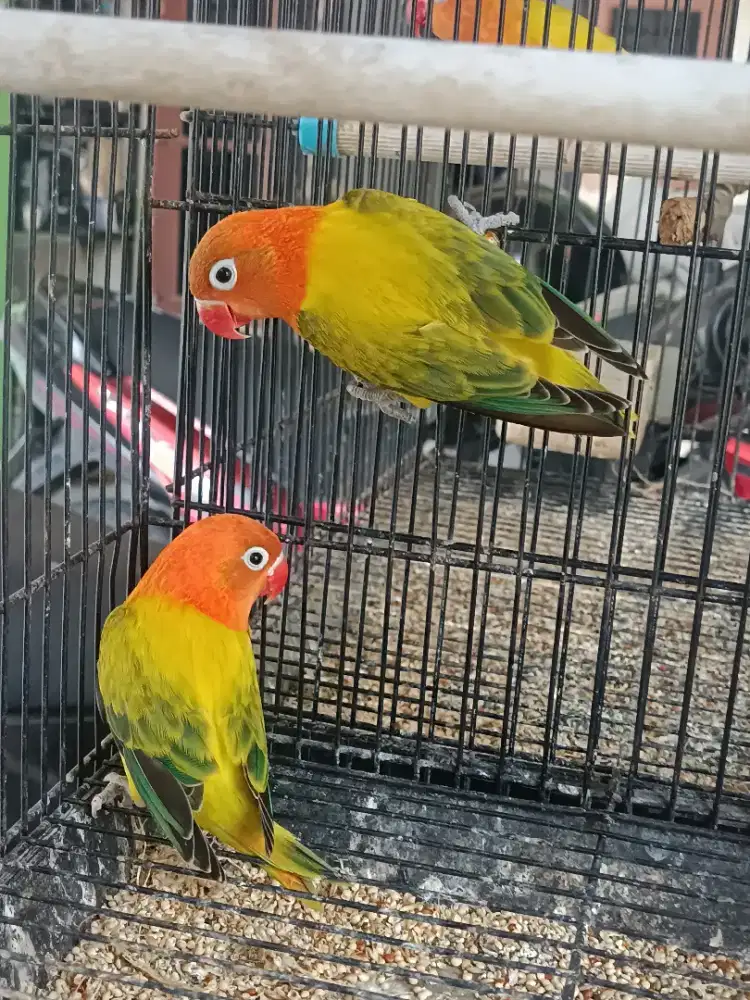 Burung lovebird