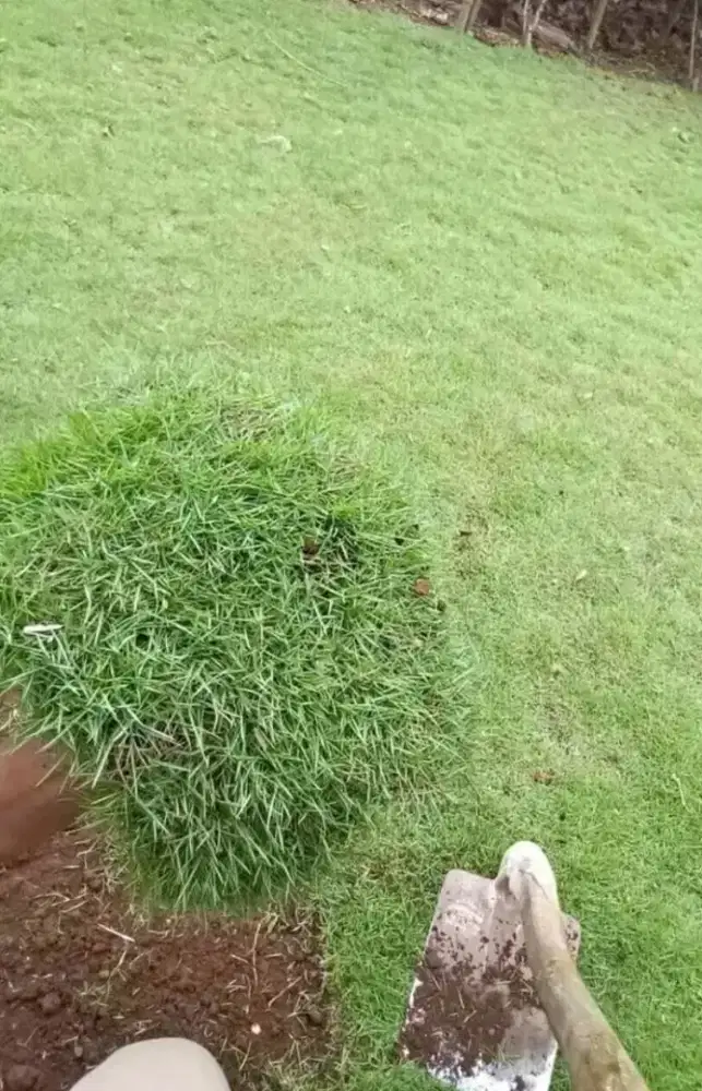 Rumput khusus Taman Makam