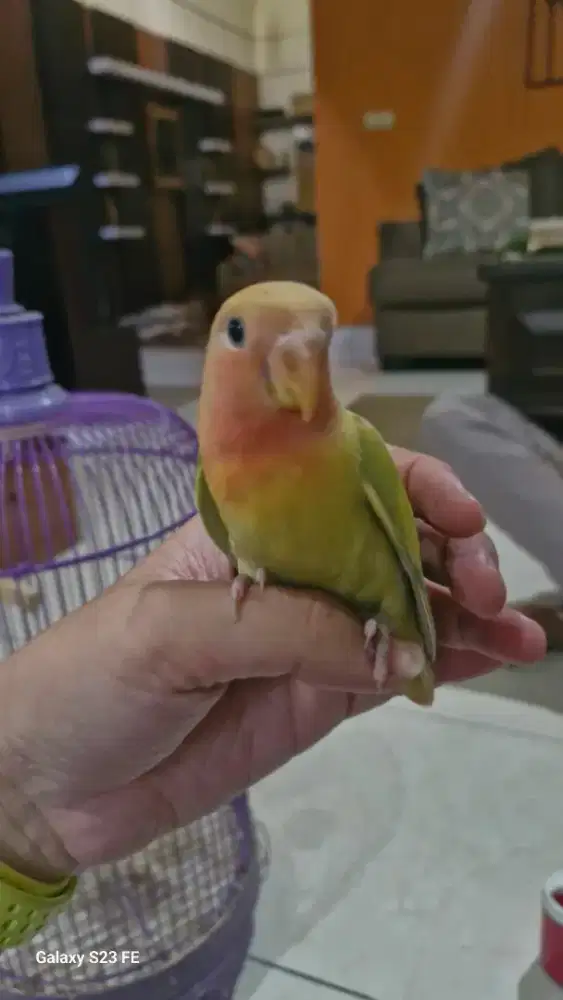 Lovebird nonklep jinak