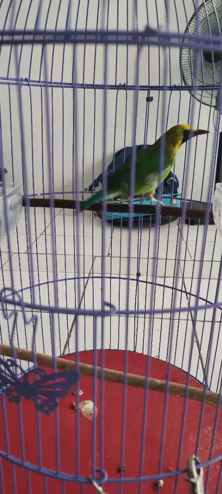 c.ranting bunyi body mulus