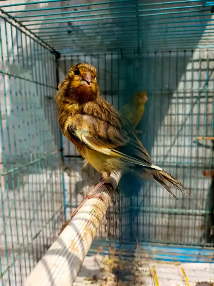 Burung kenari AF rasmi paud/anak