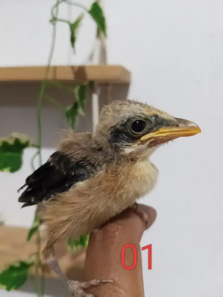 Anakan burung cendet jantan