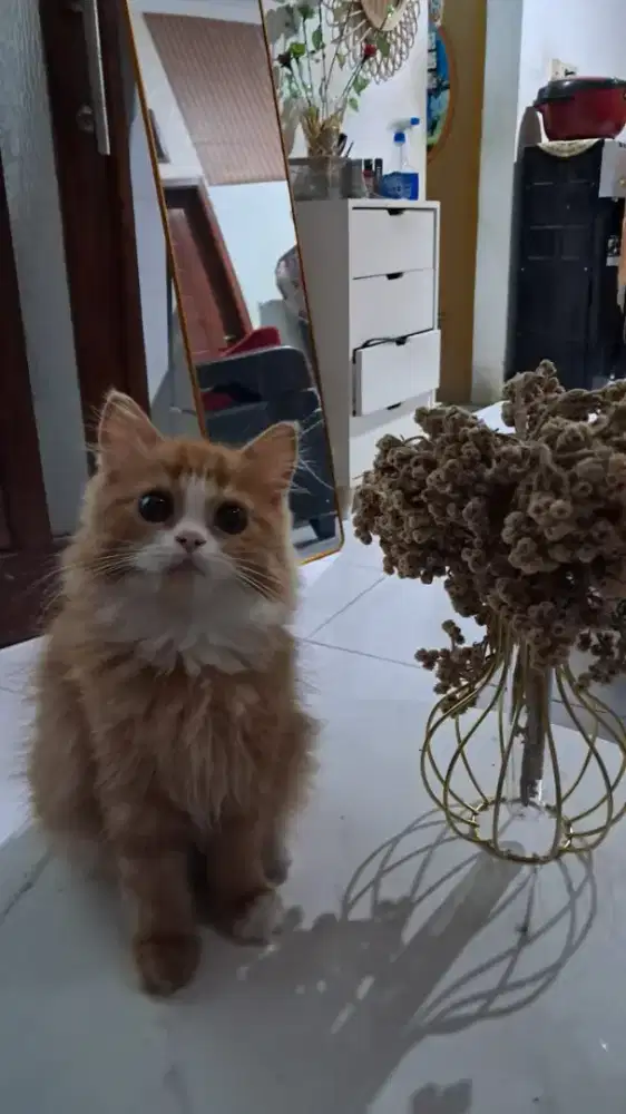 Kucing persia medium