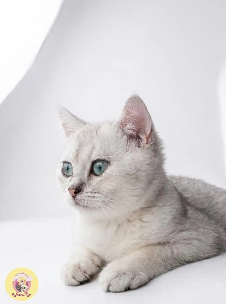 Kucing Scottish Jantan Line Pedigree