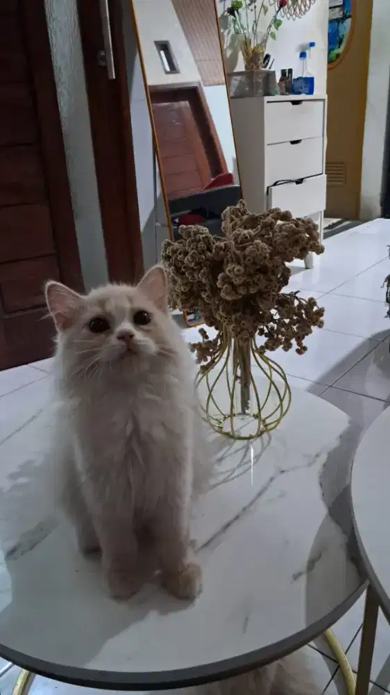 Kucing persia medium