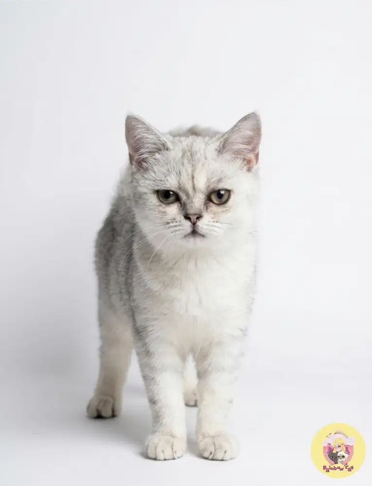 Kucing Scottish Straight Line PEDIGREE Jantan