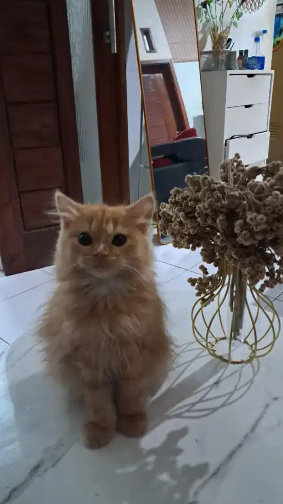 Kucing persia medium