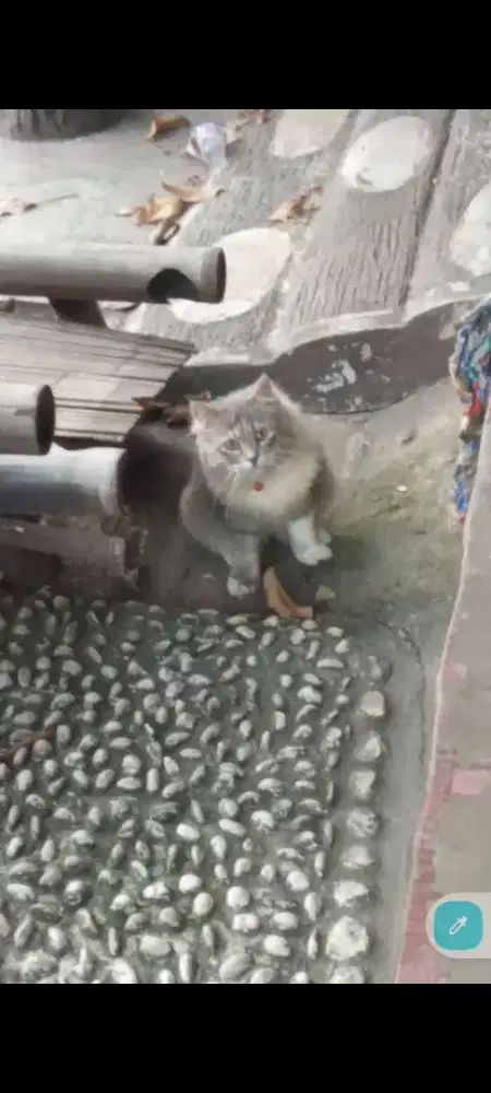 Kucing Persia bigbone