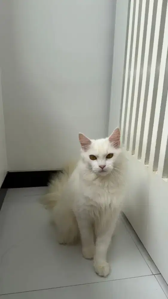 kucing kitten anakan persia ragdoll himalaya mainecoon munchkin