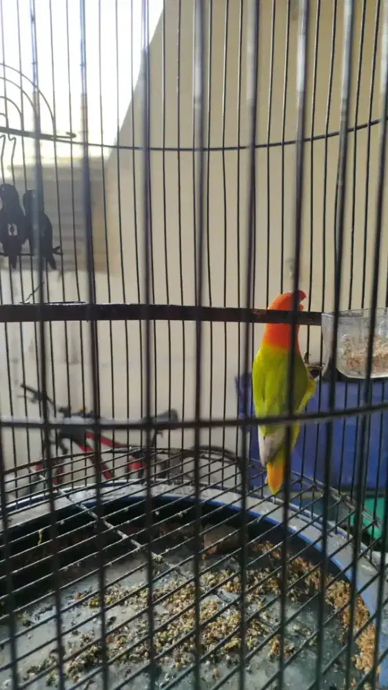 Jual santai lovebird biola green dewasa sama kandang