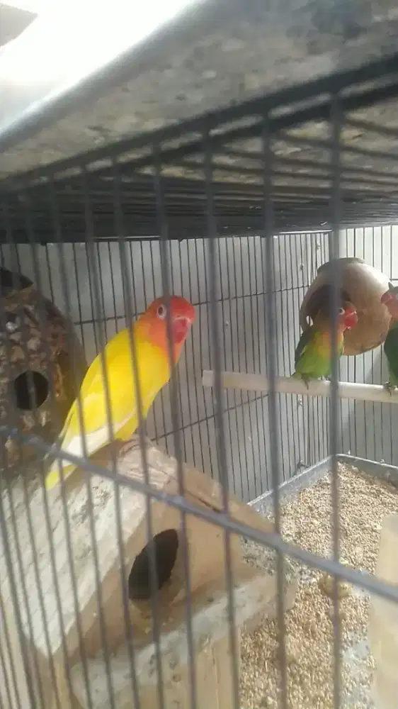 Dijual santai lovebird lutino mata merah dewasa