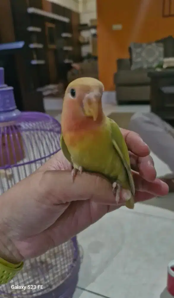 Burung Lovebird nonklep jinak
