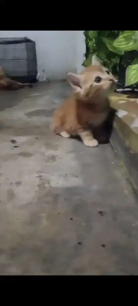 Kucing persia mix dome (betina)