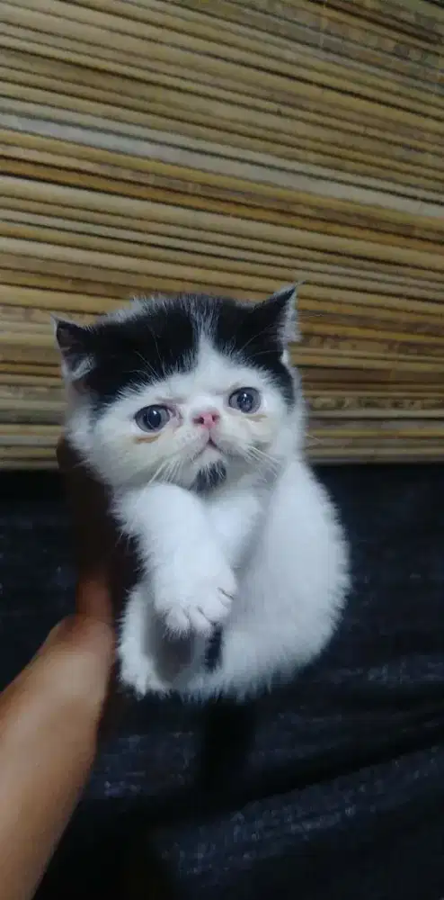 kucing persia peaknose exotic