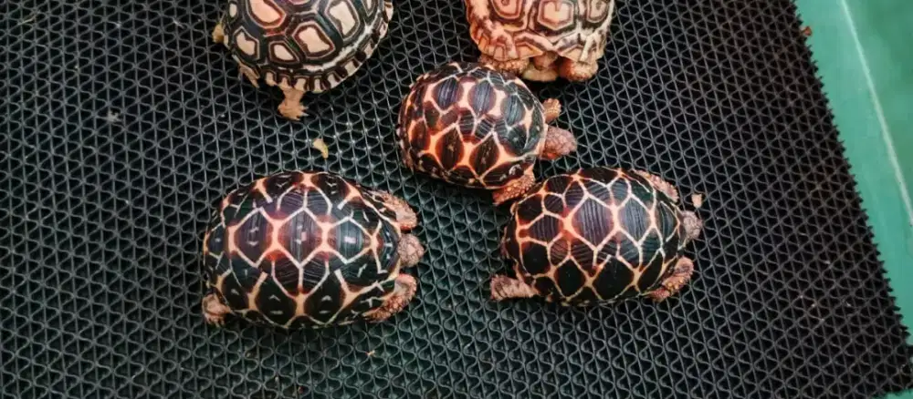 Kura kura indian star 5-6cm