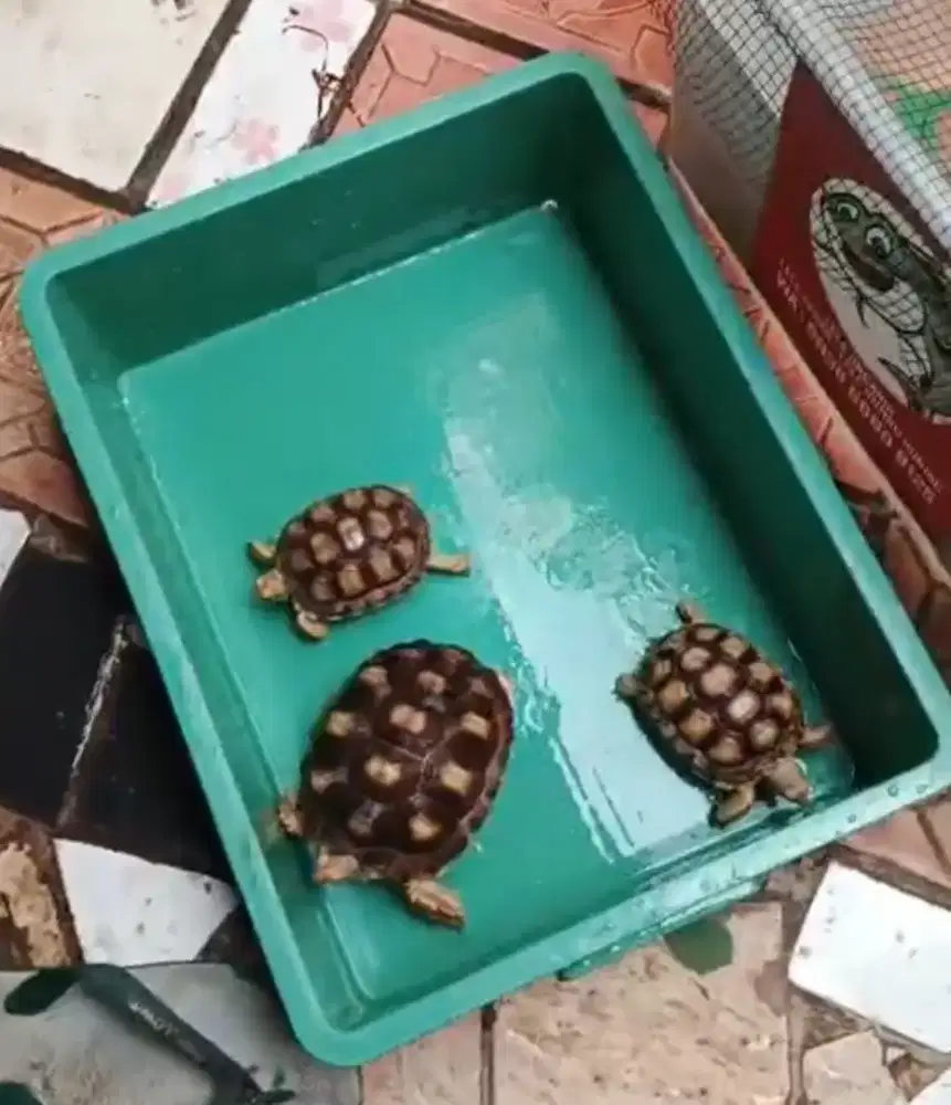 Kura kura darat 10-14cm